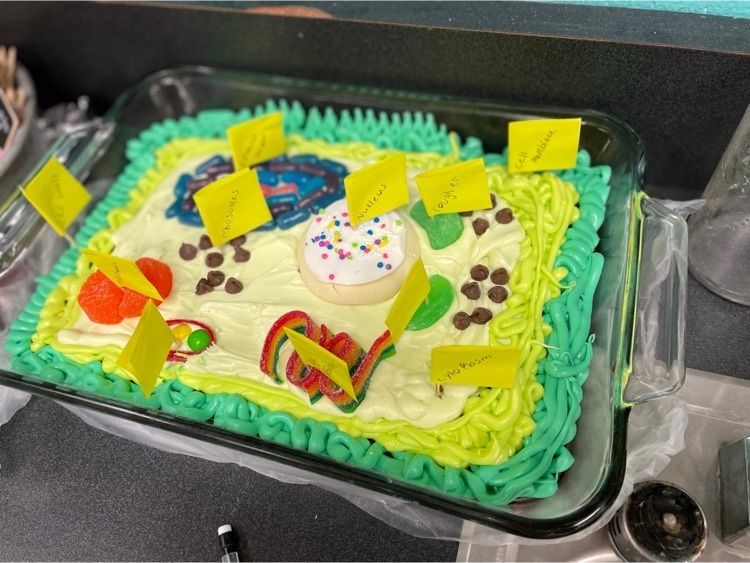 Cali Frogley’s plant cell model